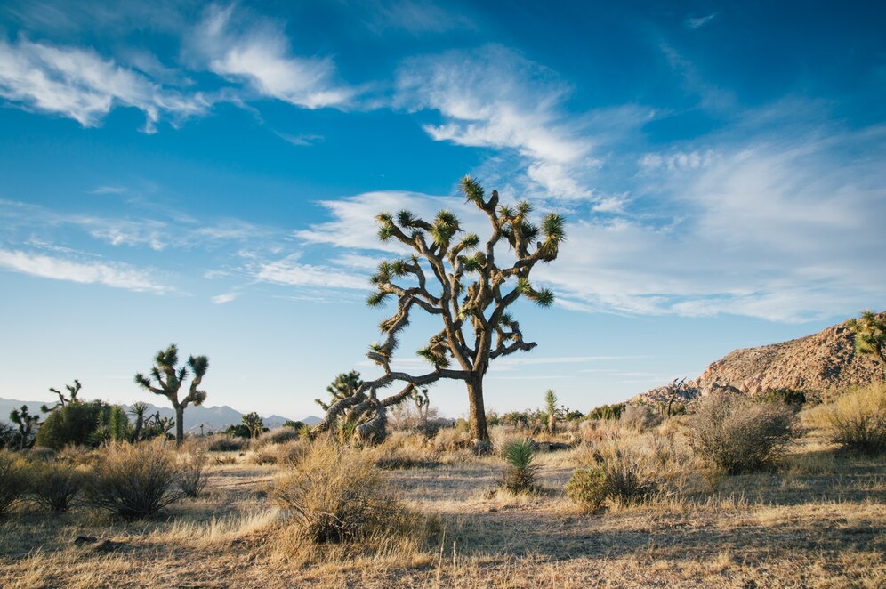 How Much Does It Cost to Subdivide Land in Texas?