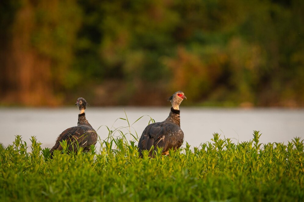 General Guidelines for Bow Hunting Acreage in North Carolina