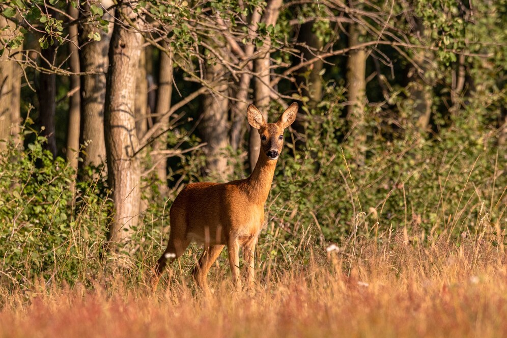 Bow Hunting Acreage Requirements in Texas